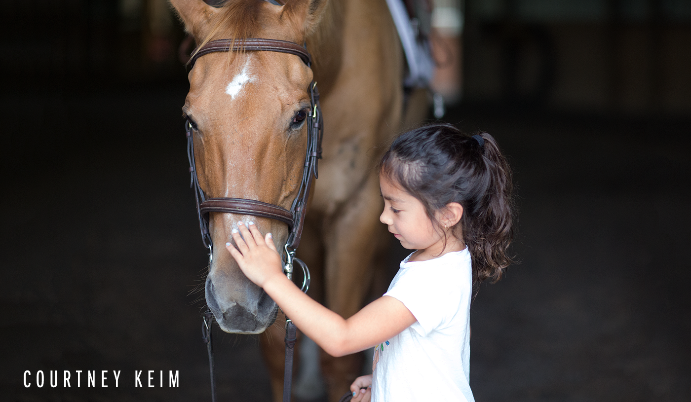 horse